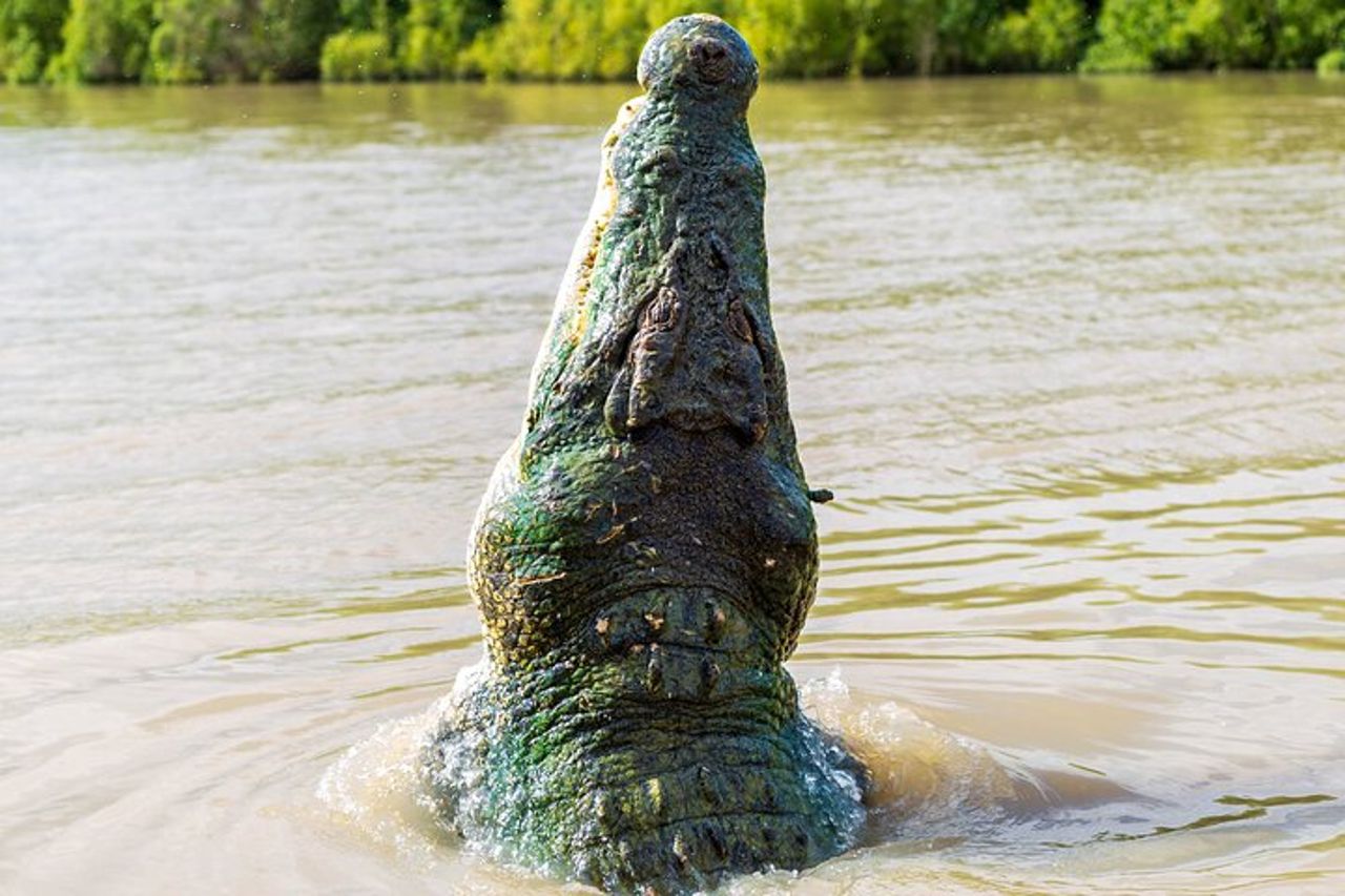 Crociere sul fiume Adelaide - Jumping Crocodile Experience — 3