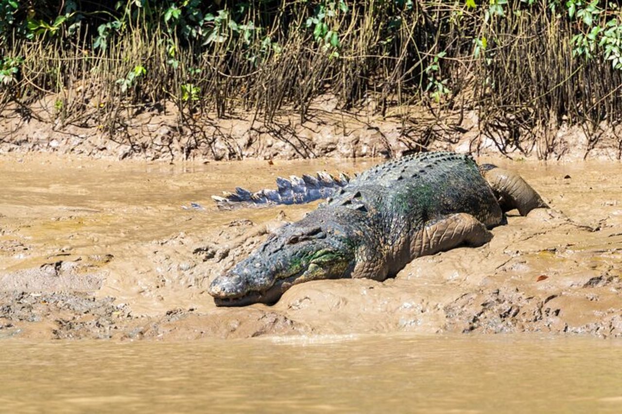 Crociere sul fiume Adelaide - Jumping Crocodile Experience — 7