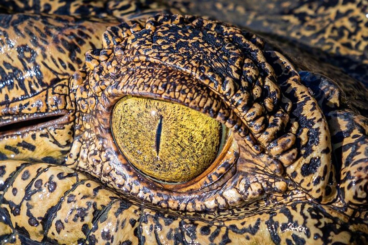 Crociere sul fiume Adelaide - Jumping Crocodile Experience — 8