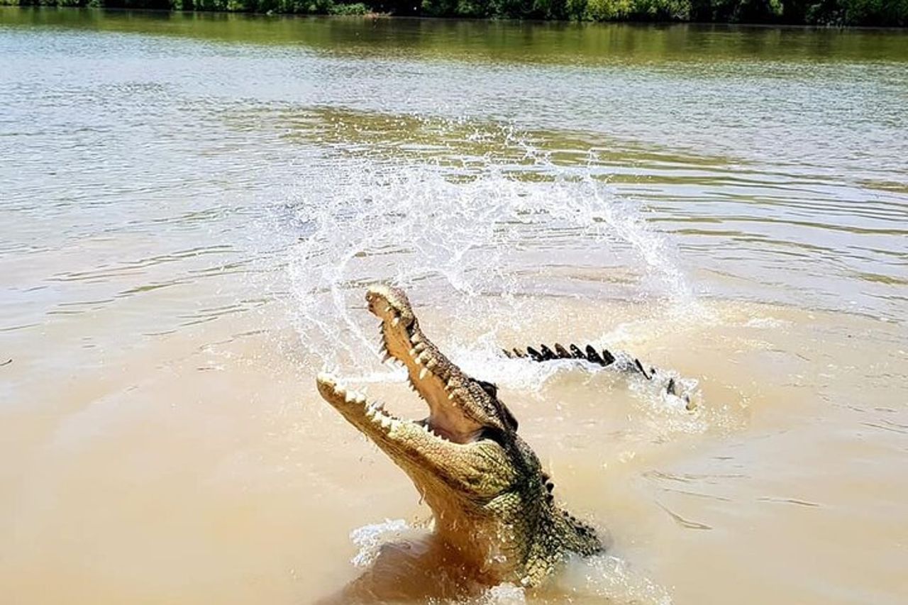 Crociere sul fiume Adelaide - Jumping Crocodile Experience — 9