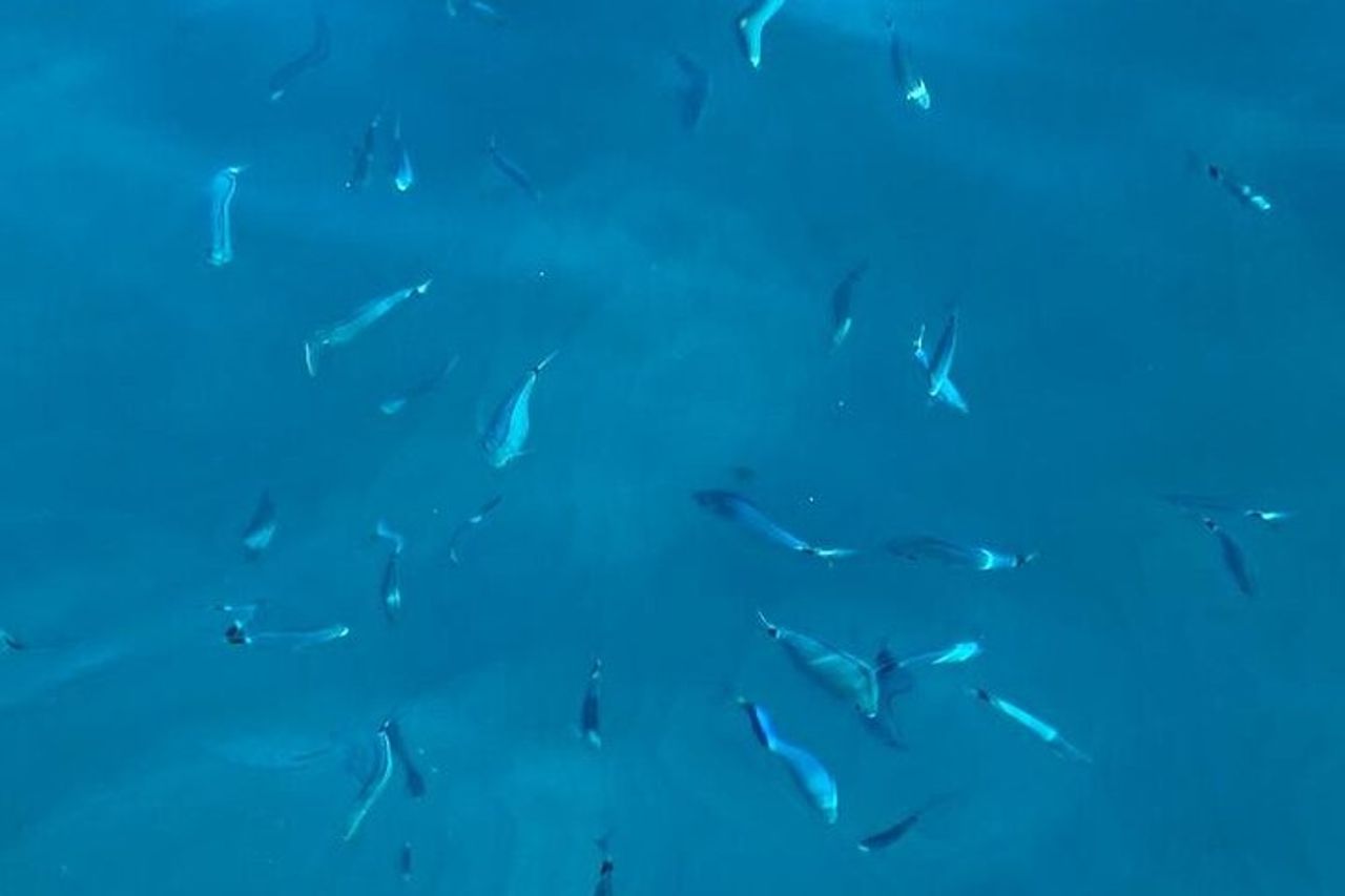 Tour privato Crociera al tramonto Cinque Terre — 4