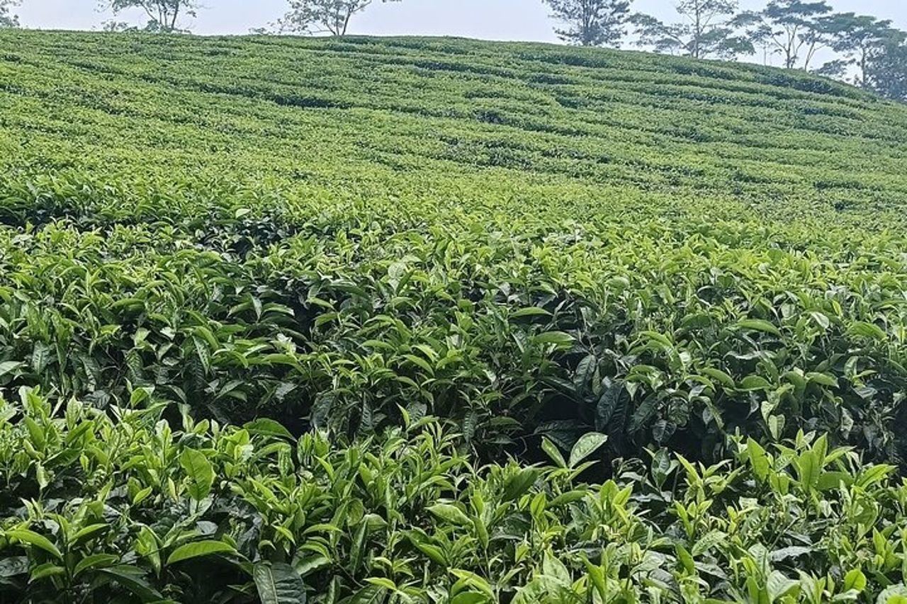 Tour guidato privato del vulcano e delle bolle pietrose a Bandung — 2