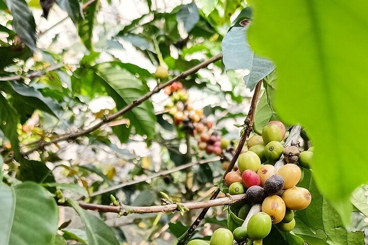 Tour guidato privato del vulcano e delle bolle pietrose a Bandung — 4
