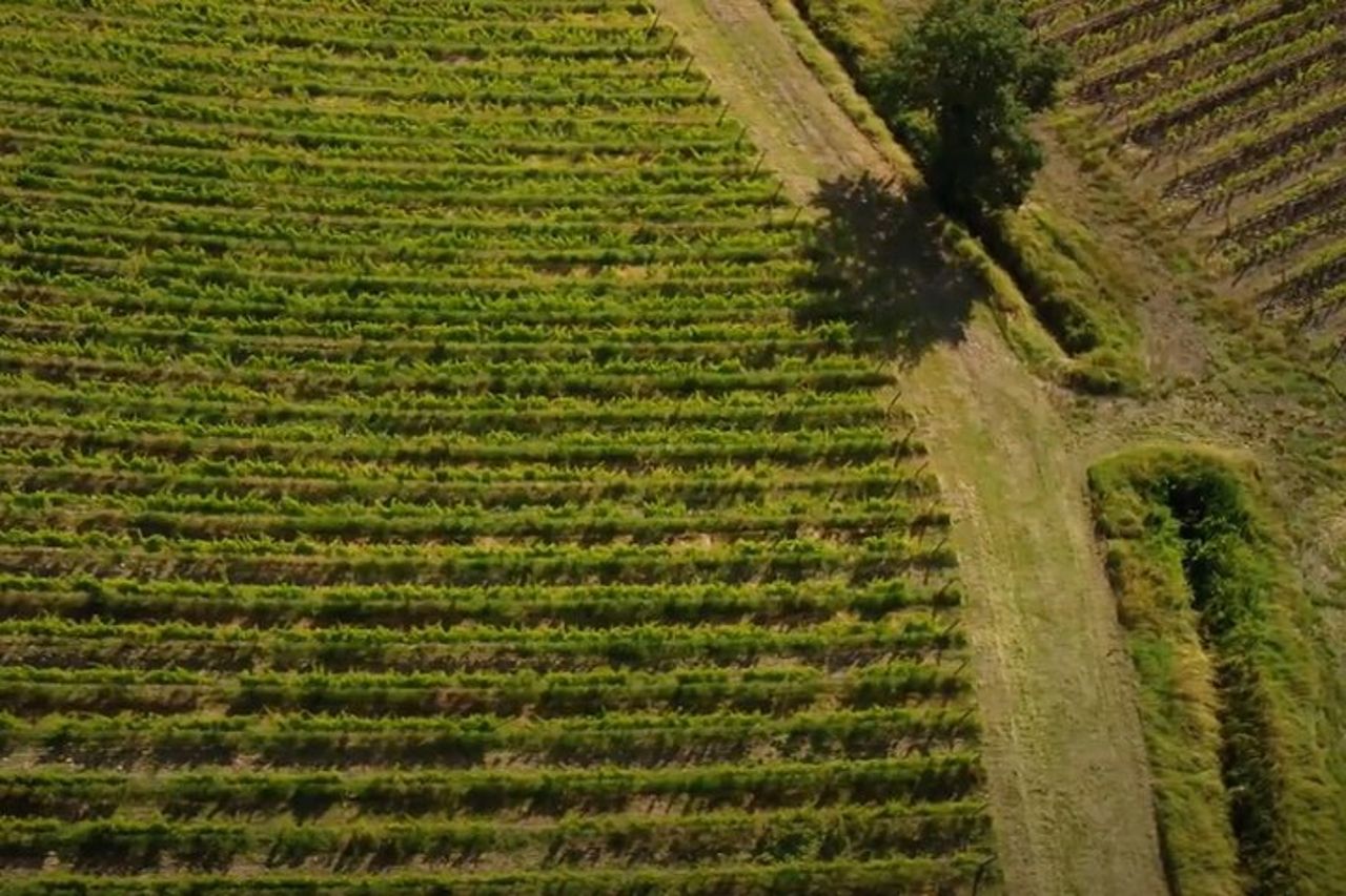 Tour del brunello di Montalcino da San Gimignano — 9