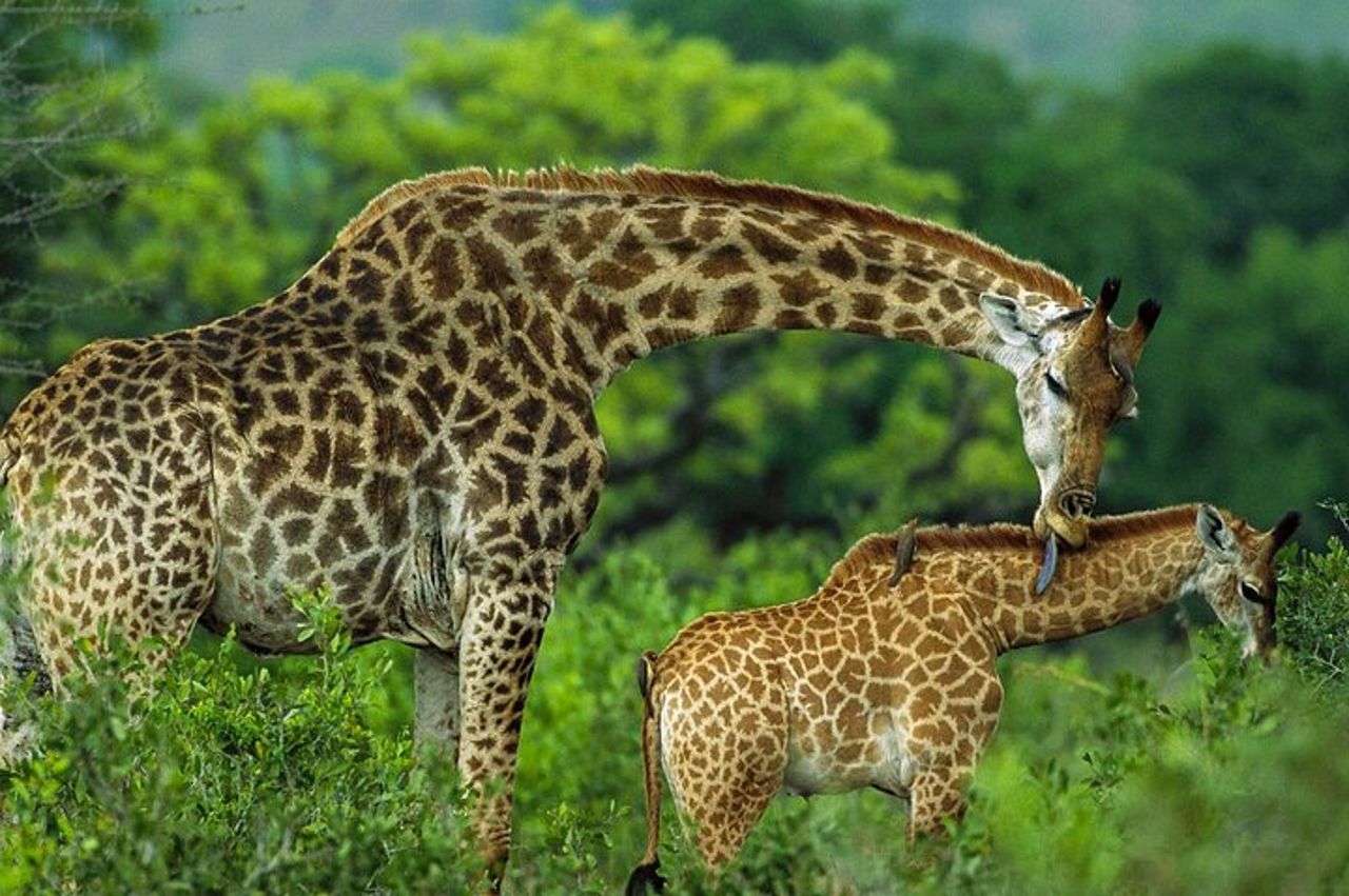 Tour di osservazione degli uccelli di un'intera giornata al Parco Nazionale del Lago Nakuru — 8