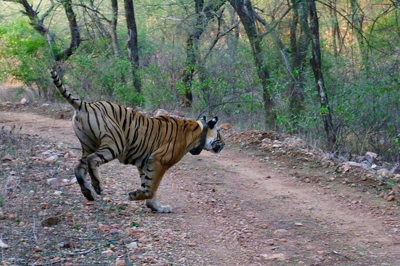 Sariska Tiger Prenota Assistenza per Biglietti Safari Privati Zingari — 4
