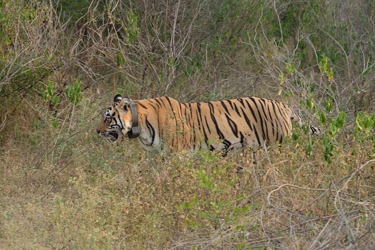 Sariska Tiger Prenota Assistenza per Biglietti Safari Privati Zingari — 3