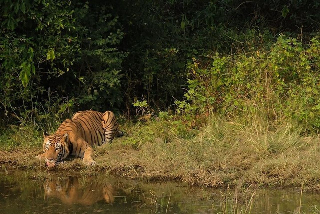 Sariska Tiger Prenota Assistenza per Biglietti Safari Privati Zingari — 5