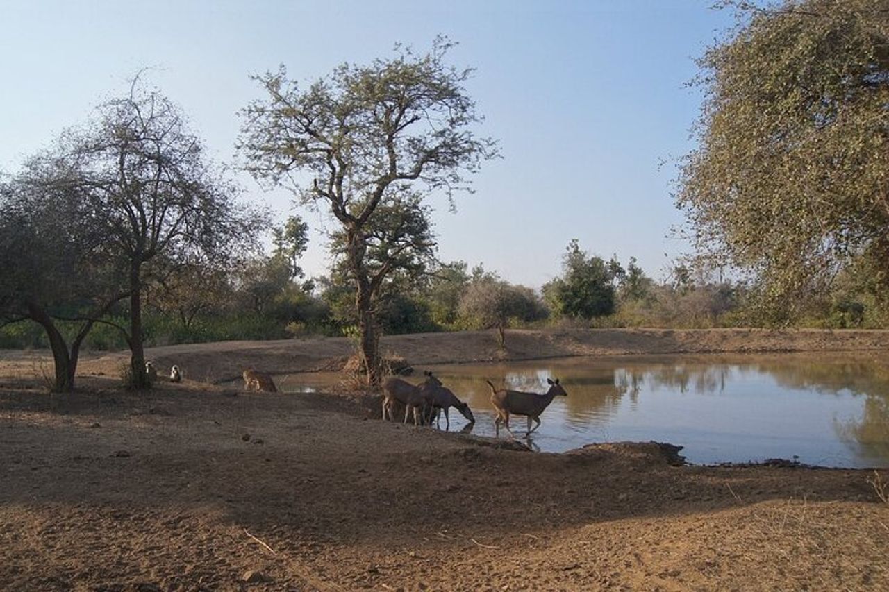 Sariska Tiger Prenota Assistenza per Biglietti Safari Privati Zingari — 7