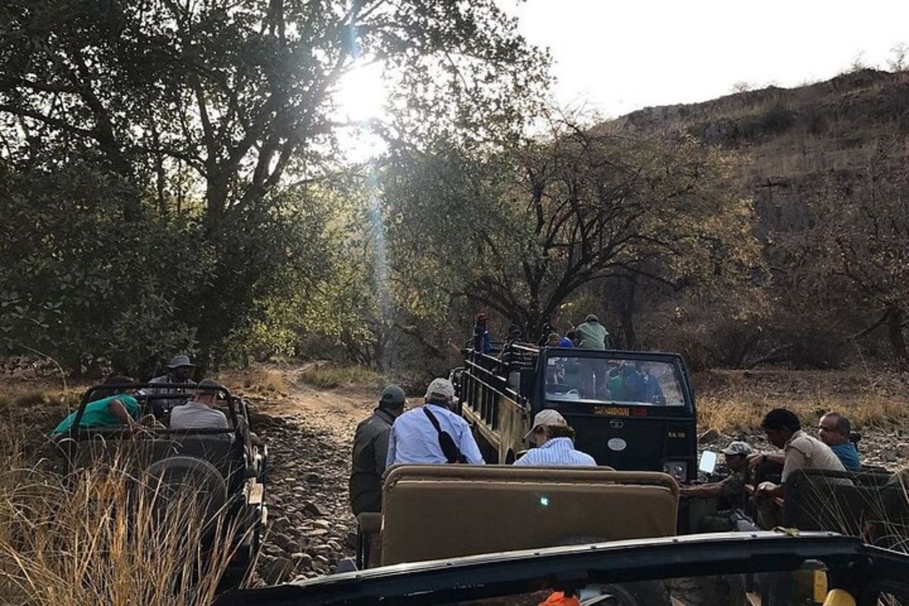 Sariska Tiger Prenota Assistenza per Biglietti Safari Privati Zingari — 8