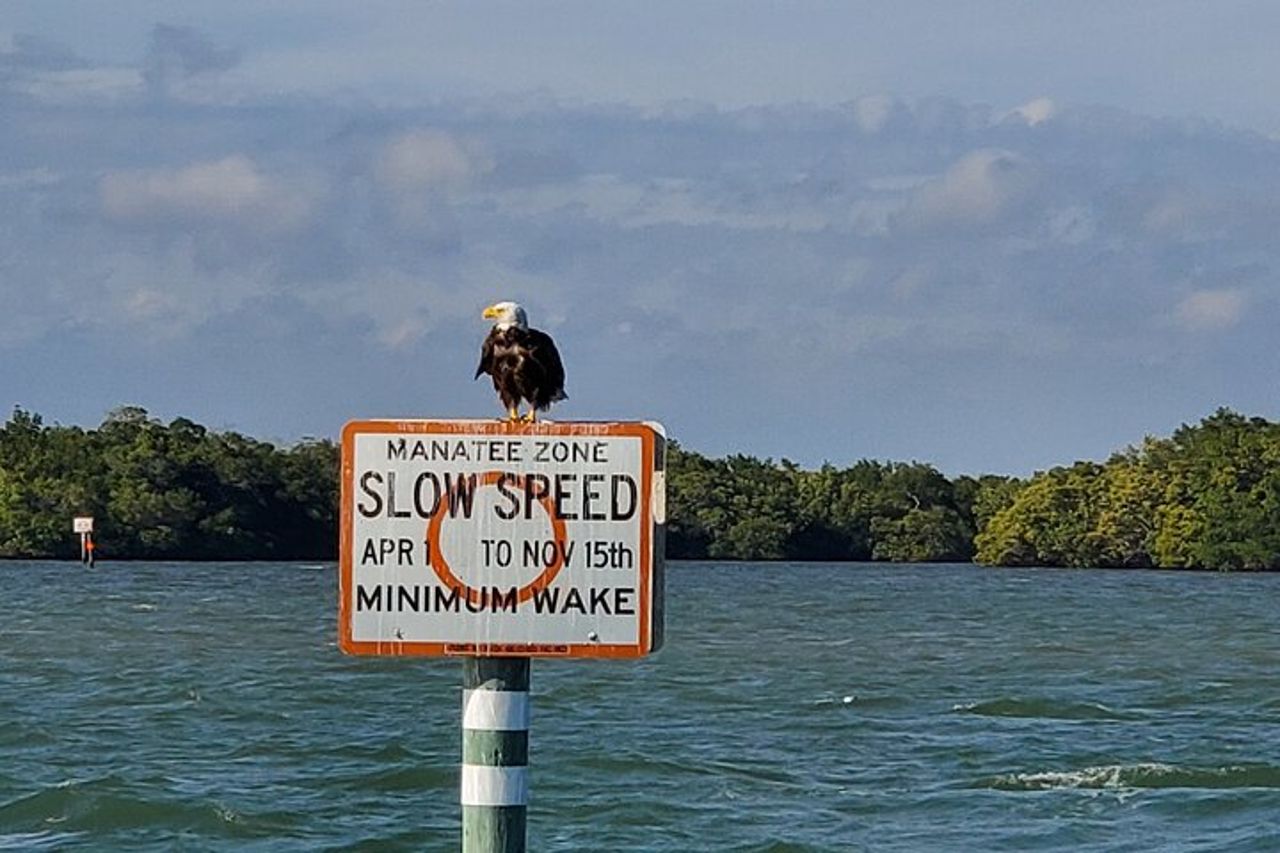 Fort Myers Beach Dolphin & Sightseeing Tour Rinfreschi inclusi — 9