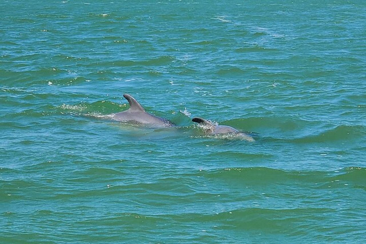 Fort Myers Beach Dolphin & Sightseeing Tour Rinfreschi inclusi — 7