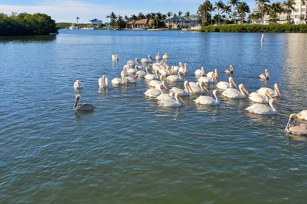 Fort Myers Beach Dolphin & Sightseeing Tour Rinfreschi inclusi — 8