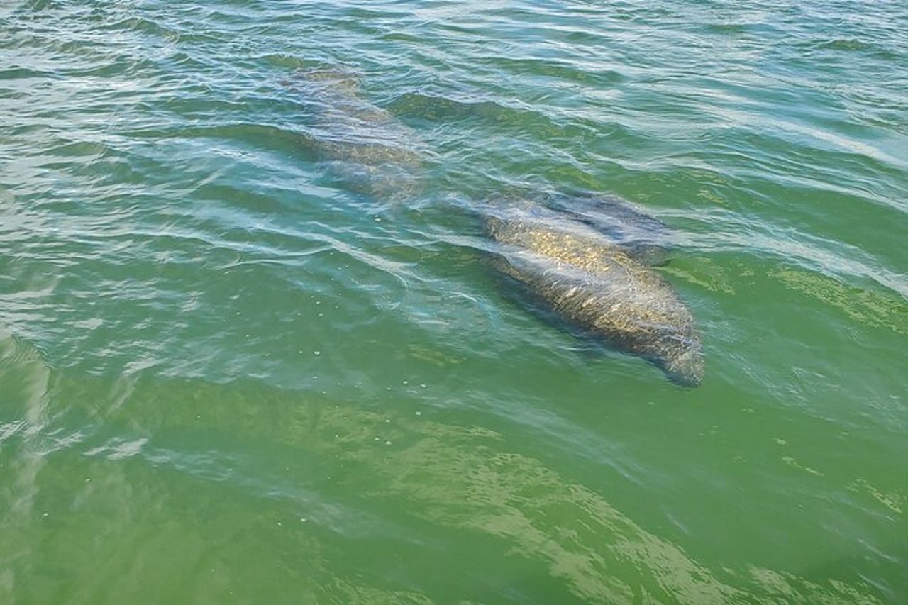 Fort Myers Beach Dolphin & Sightseeing Tour Rinfreschi inclusi — 6