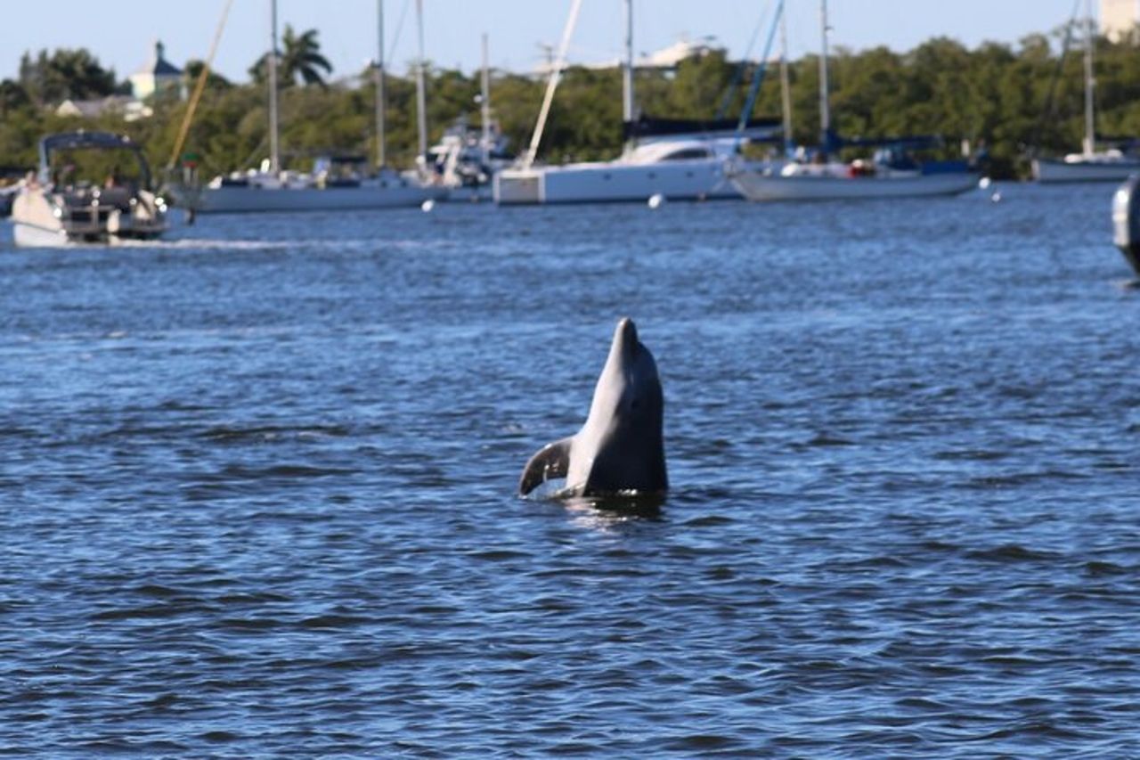 Fort Myers Beach Dolphin & Sightseeing Tour Rinfreschi inclusi — 4