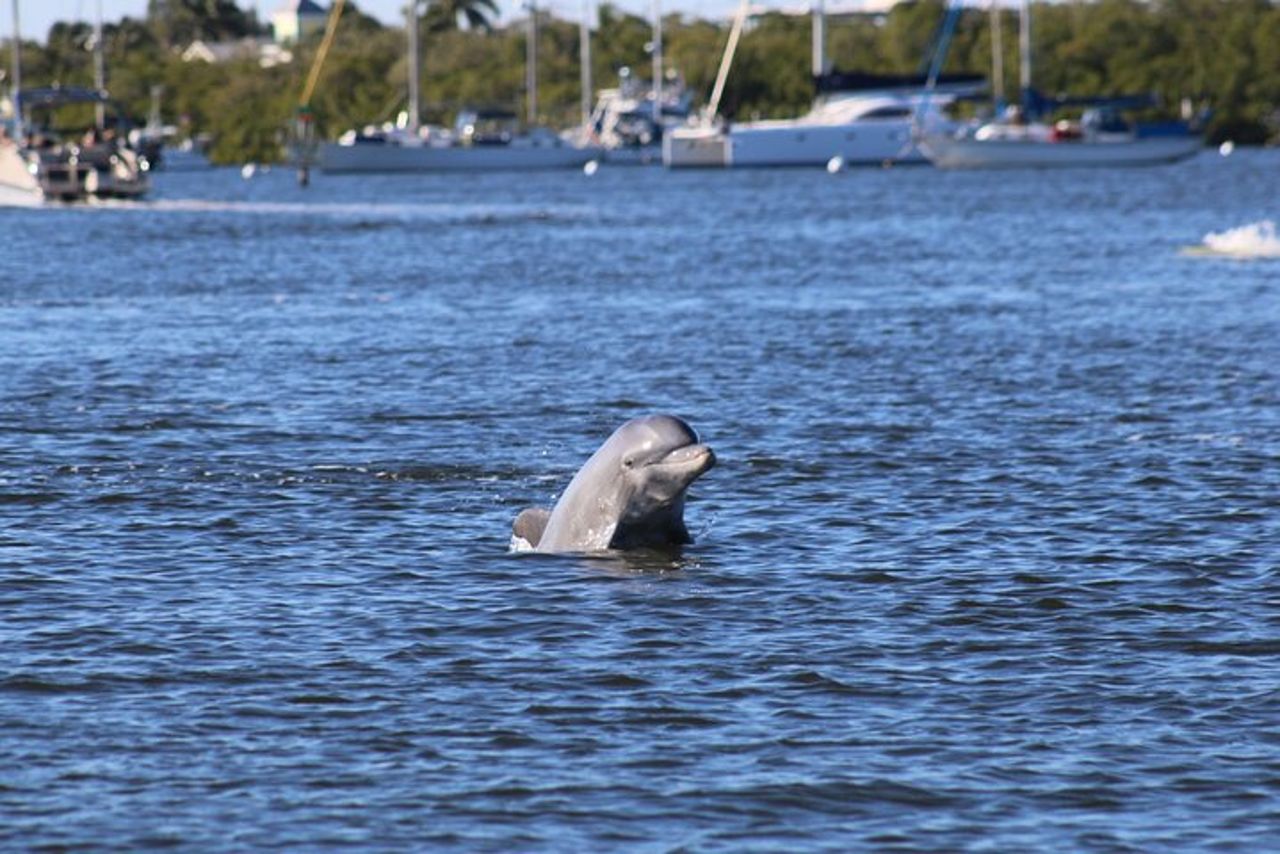 Fort Myers Beach Dolphin & Sightseeing Tour Rinfreschi inclusi — 3