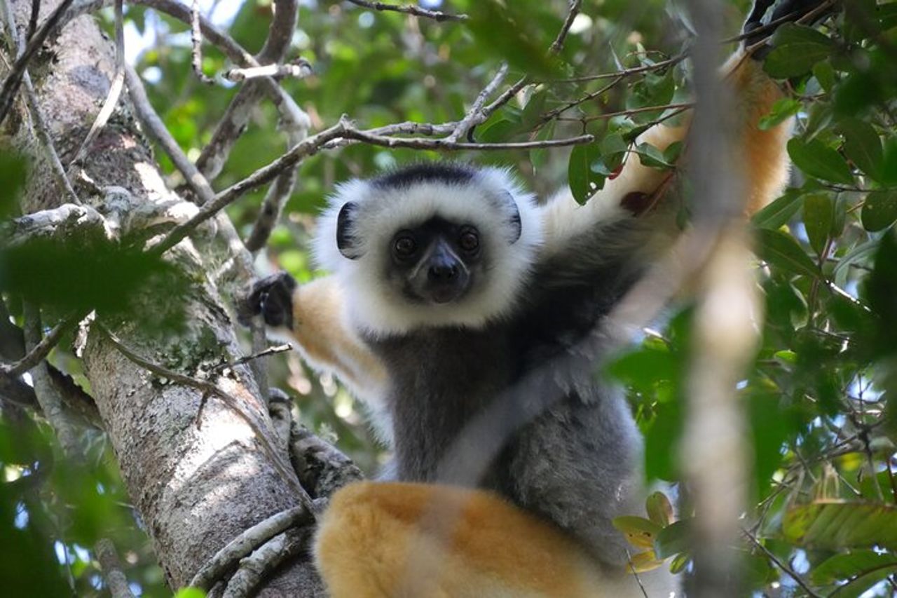 Tour privato di 3 giorni nel territorio dei lemuri ad Andasibe — 2