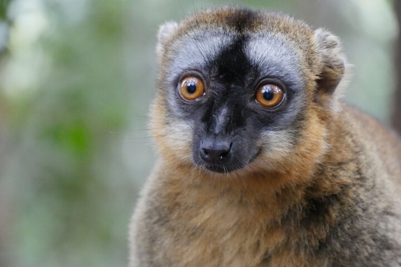 Tour privato di mezza giornata nel Lemur's Park