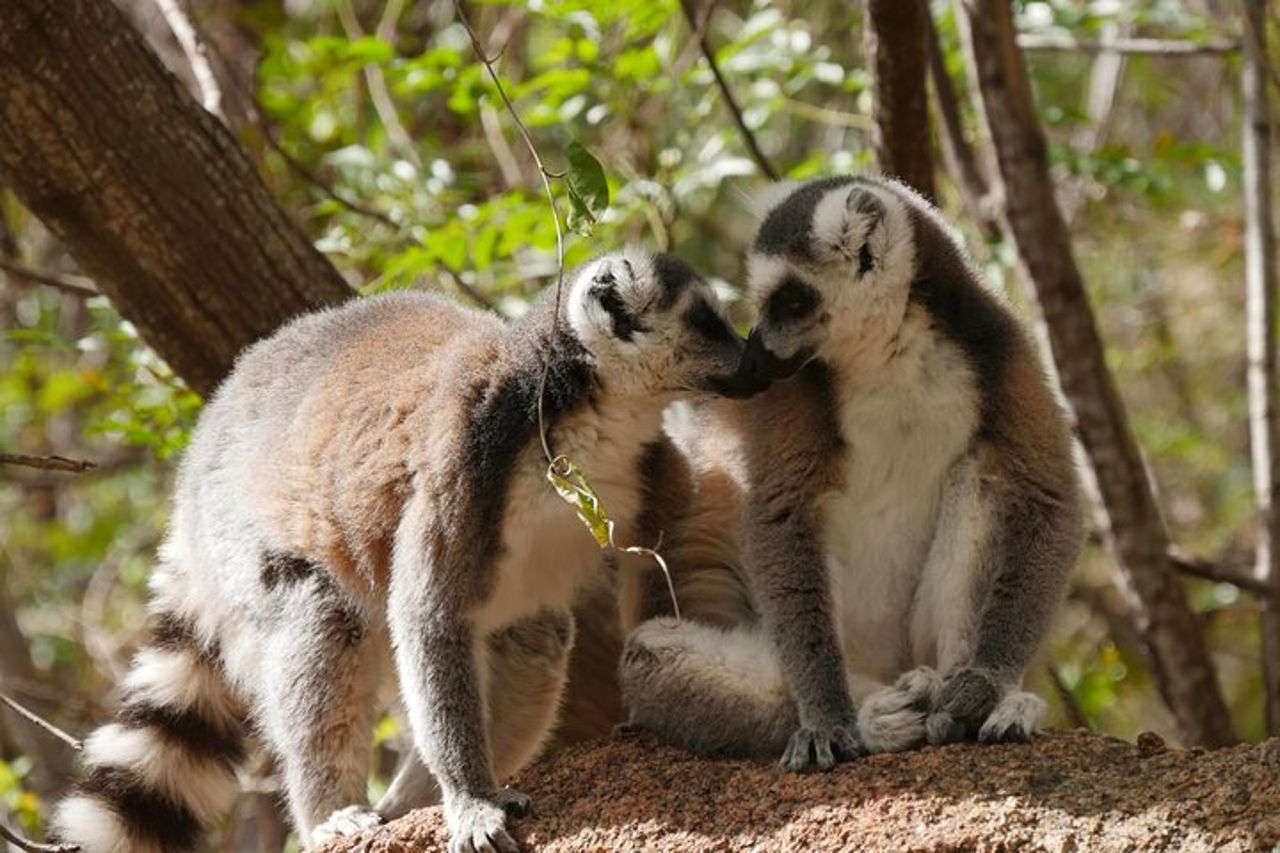 Tour privato di mezza giornata nel Lemur's Park — 2