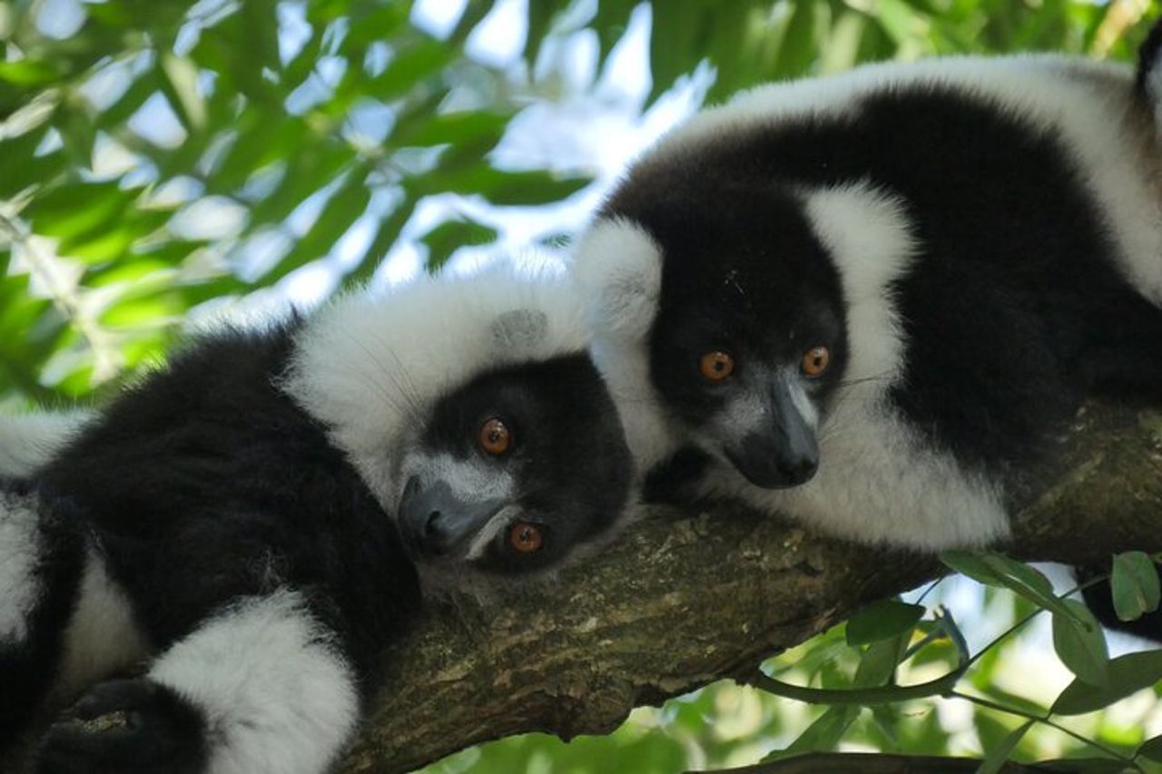 Tour privato di mezza giornata nel Lemur's Park — 4