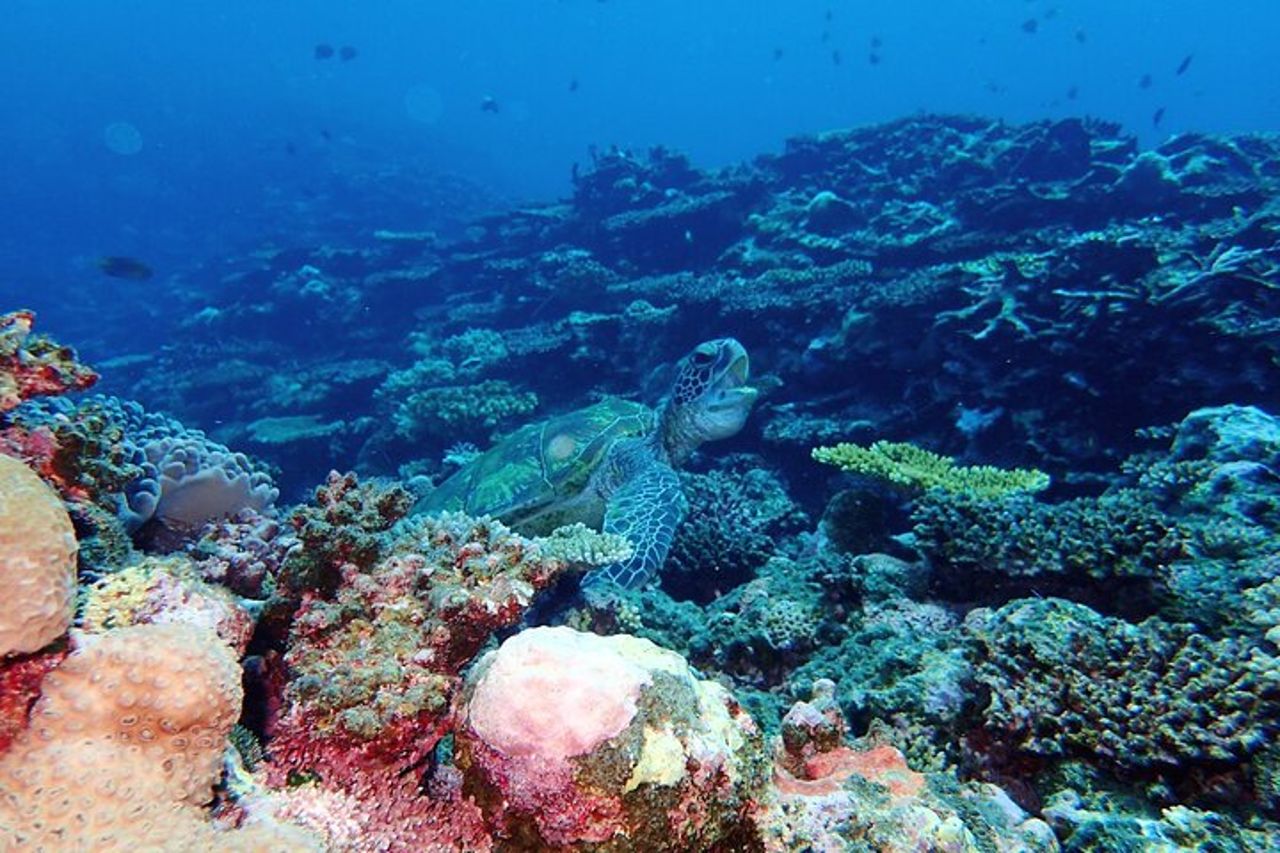 Snorkeling all'Isola Fantasma di Okinawa Ishigaki e alla Grotta Blu — 4