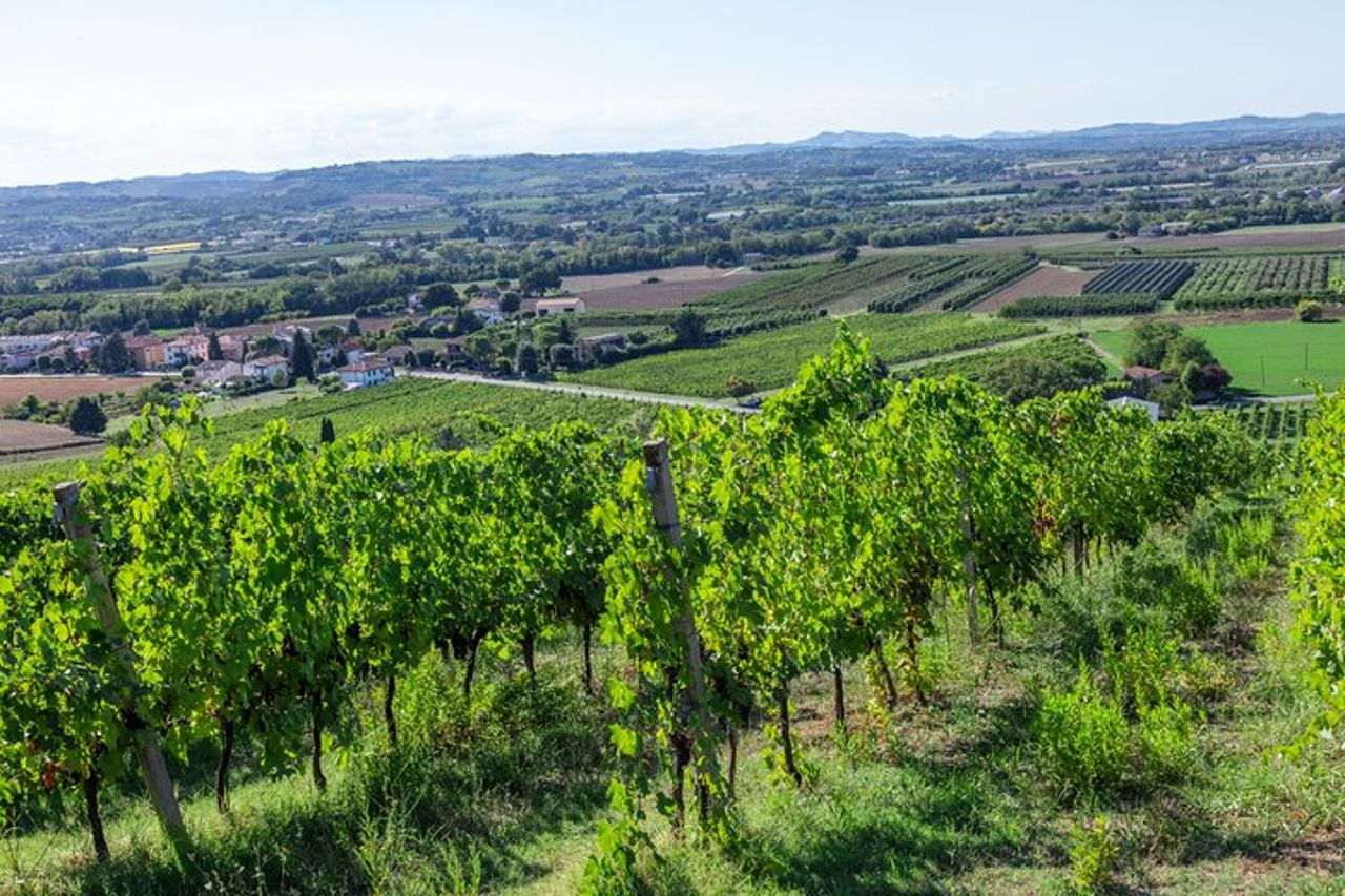 Degustazioni privato Azienda Agricola Colombina — 6