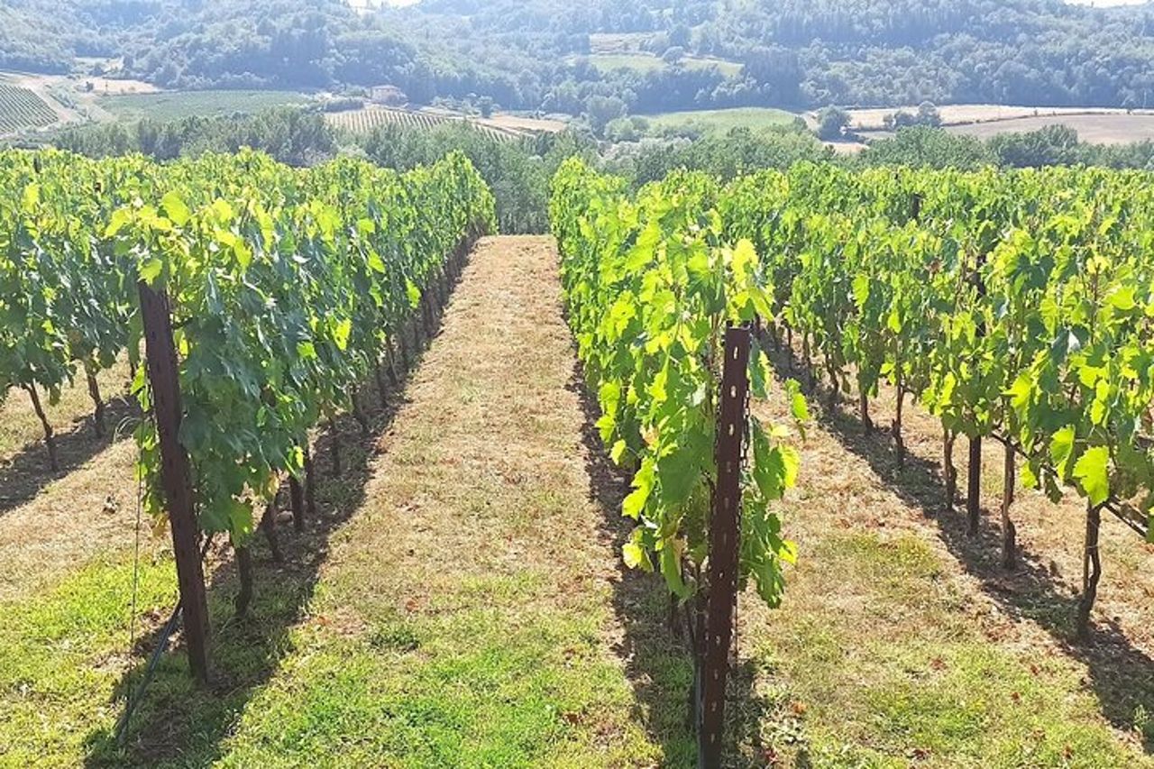 Tour del vino del Chianti Classico "Gallo Nero" e "Super Tuscan". — 6