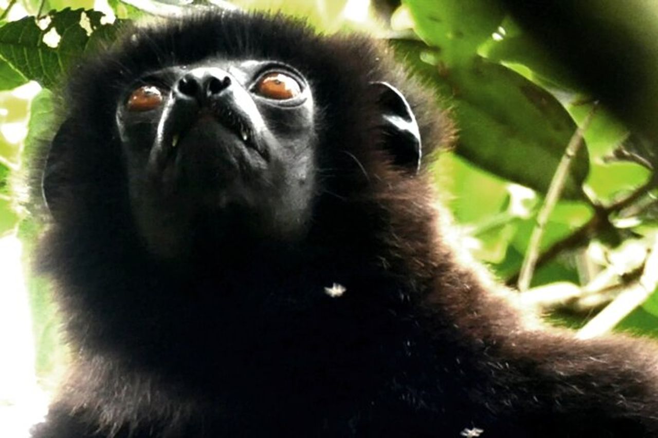 Tour privato del Madagascar di 10 giorni — 3