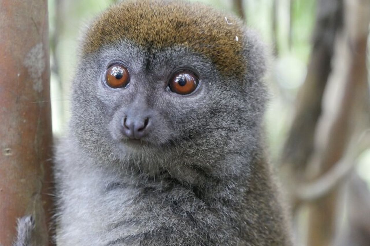 Tour privato di mezza giornata nel Lemur's Park — 3