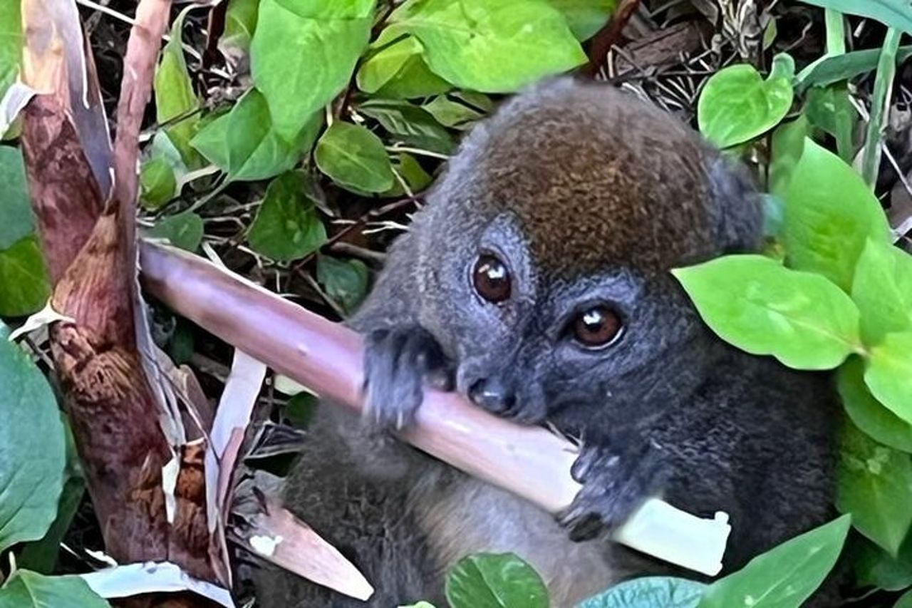 Tour privato di 3 giorni nel territorio dei lemuri ad Andasibe — 7