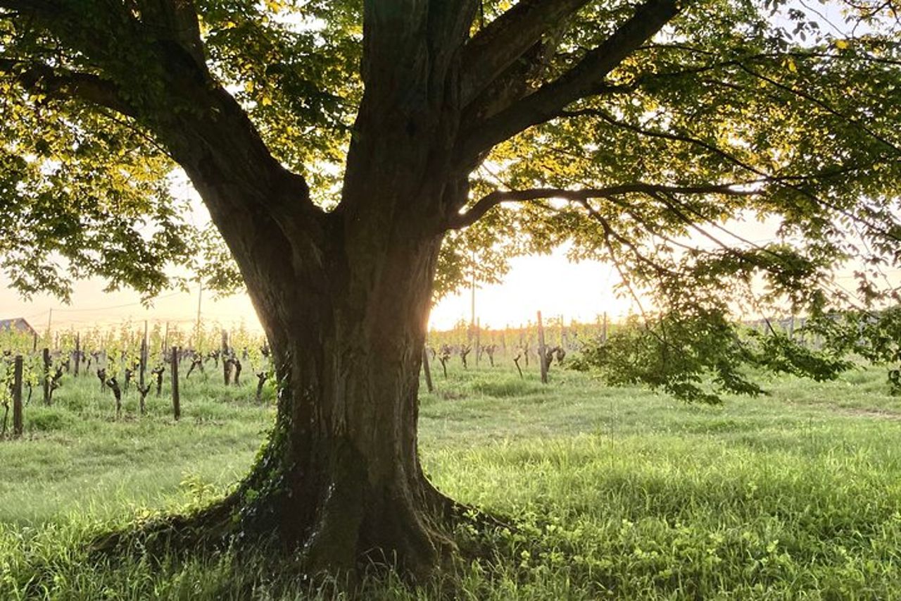 Esperienza epicurea del castello con vino e specialità locali — 7