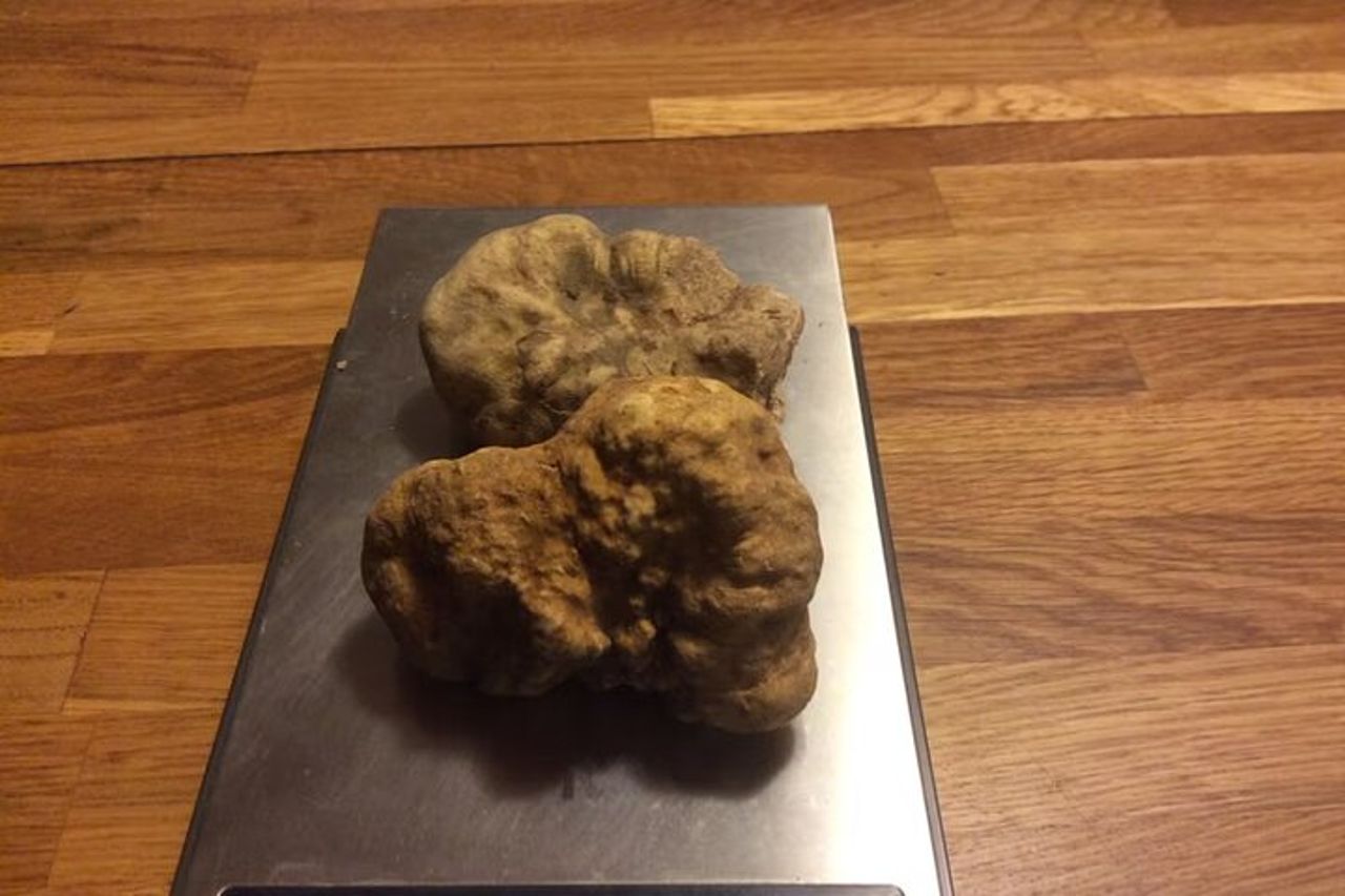 Cesarine: caccia al tartufo e lezione di cucina con un locale ad Asti — 6