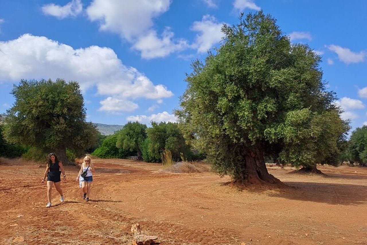 E-bike tour nella Piana degli Ulivi secolari di Ostuni — 4