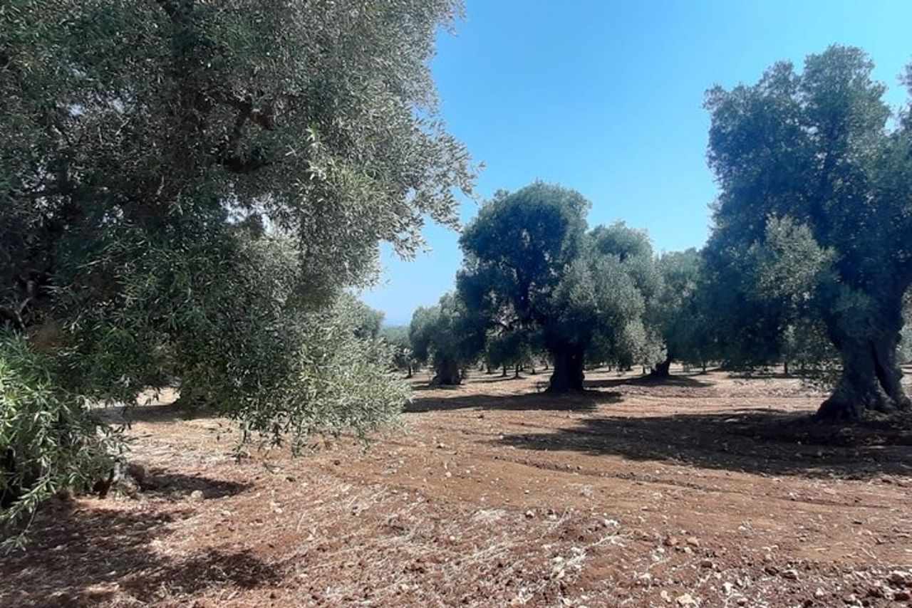 E-bike Tour a Ostuni, gli ulivi secolari e il villaggio rupestre — 5