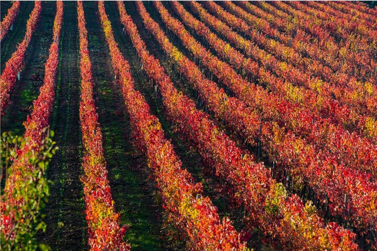 Assisi: Tour vinicolo di un giorno intero nell'area del Sagrantino — 7