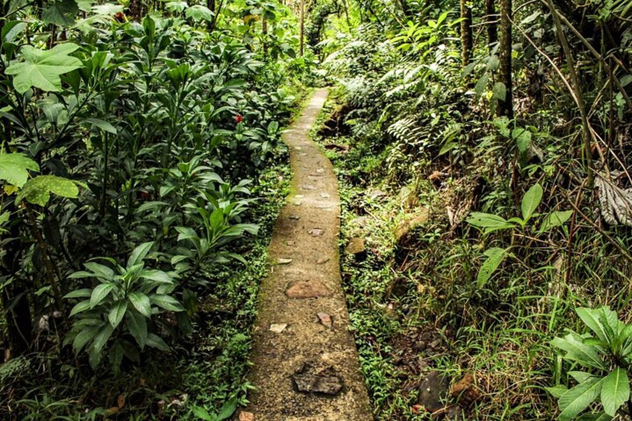 Tour privato alla cascata a Porto Rico — 6
