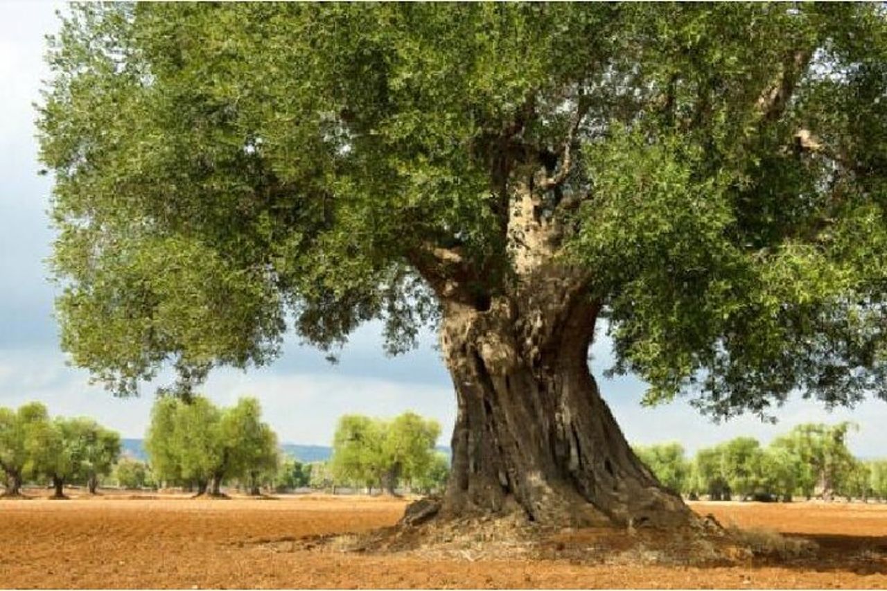 Tour di LOCOROTONDO e ALBEROBELLO in partenza da Bari — 3