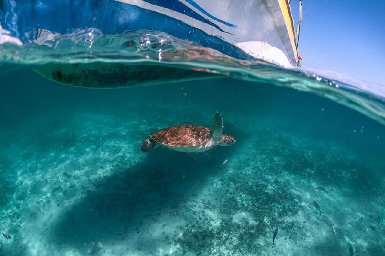 Tour di un'intera giornata alle rovine di Tulum Cenote e nuoto con le tartarughe marine — 8