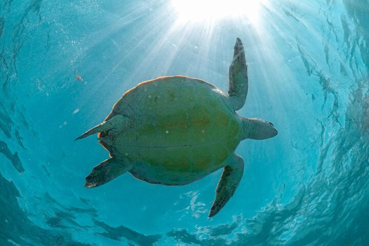 Tour di un'intera giornata alle rovine di Tulum Cenote e nuoto con le tartarughe marine — 9