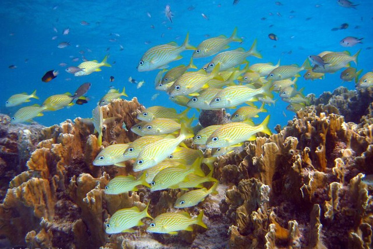 Tour dell'isola del sud e combinazione di snorkeling