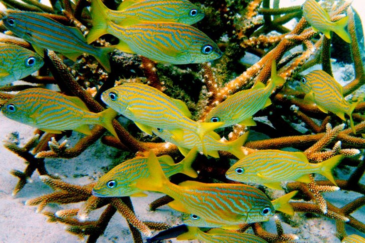 Tour dell'isola del sud e combinazione di snorkeling — 8