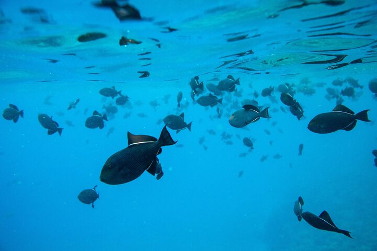 Il miglior snorkeling Molokini Express di 2 ore — 6