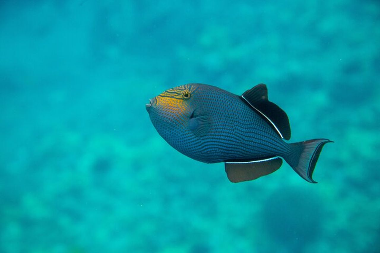 Il miglior snorkeling Molokini Express di 2 ore — 9