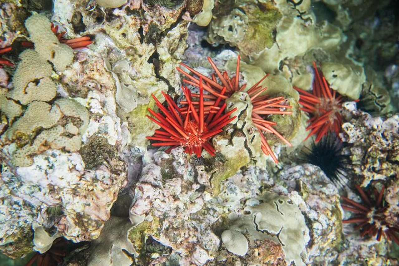 Il miglior snorkeling Molokini Express di 2 ore — 7