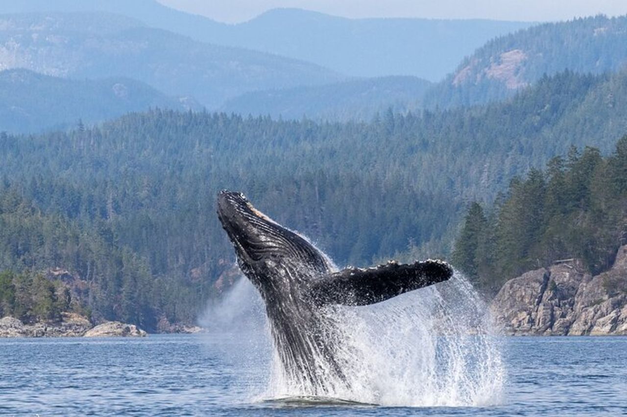 Campbell River, BC: Tour di osservazione delle balene di 6 ore con pranzo incluso — 7