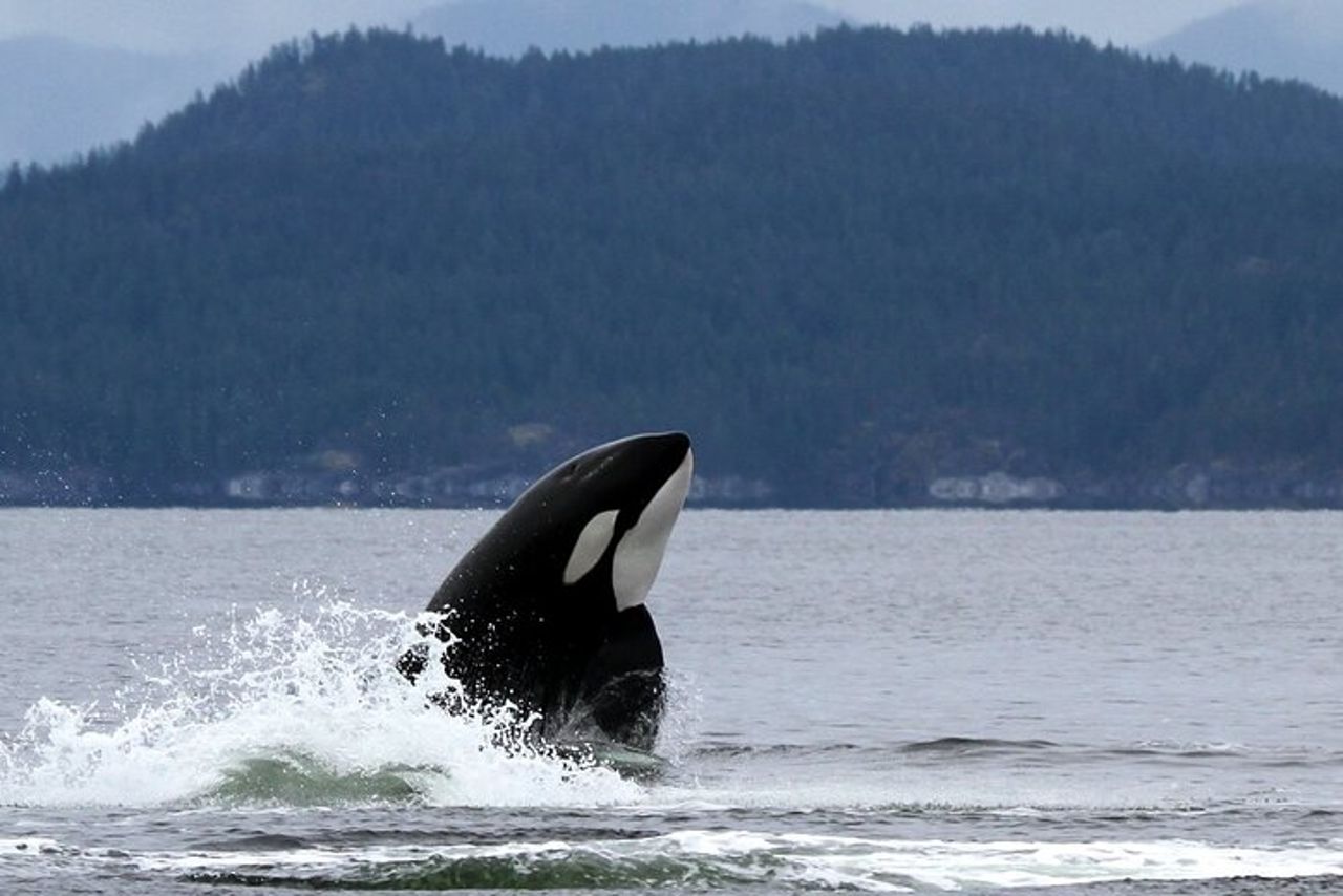 Campbell River, BC: Tour di osservazione delle balene di 6 ore con pranzo incluso — 2