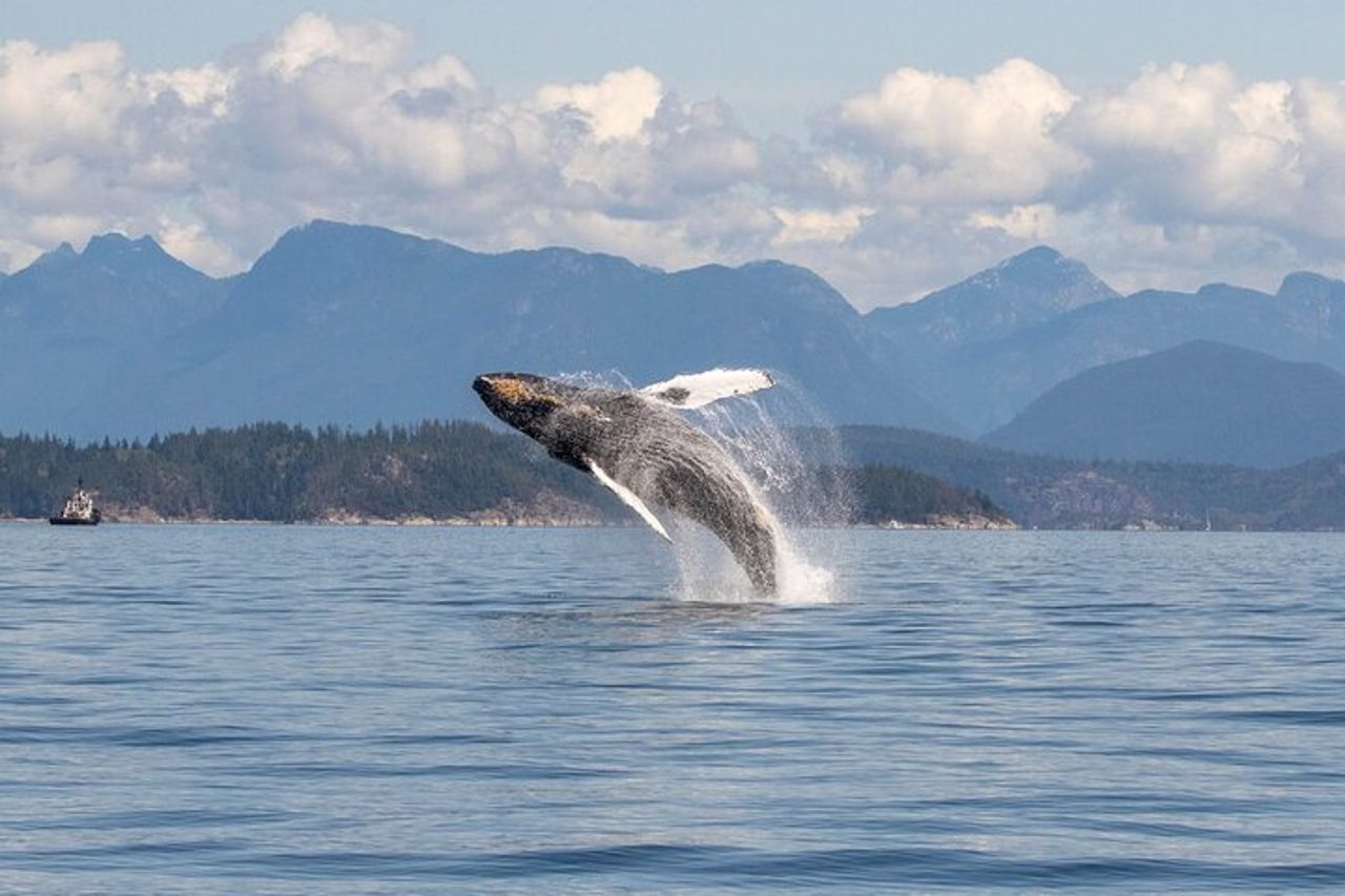 Campbell River, BC: Tour di osservazione delle balene di 6 ore con pranzo incluso — 8