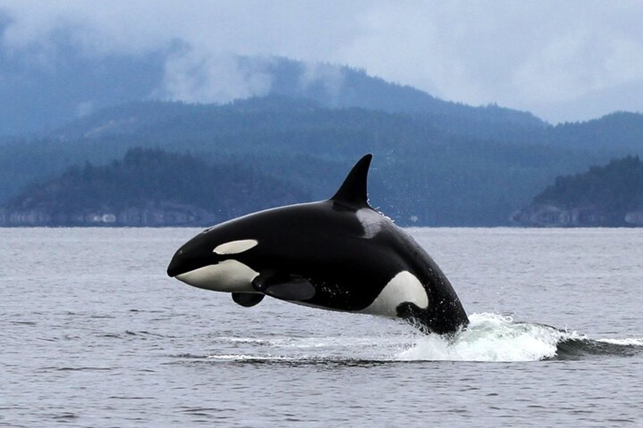 Campbell River, BC: Tour di osservazione delle balene di 6 ore con pranzo incluso — 5