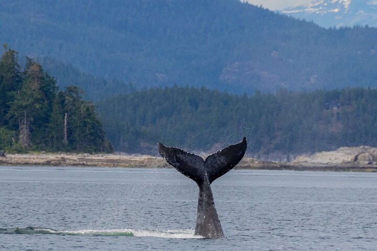 Campbell River, BC: Tour di osservazione delle balene di 6 ore con pranzo incluso — 9