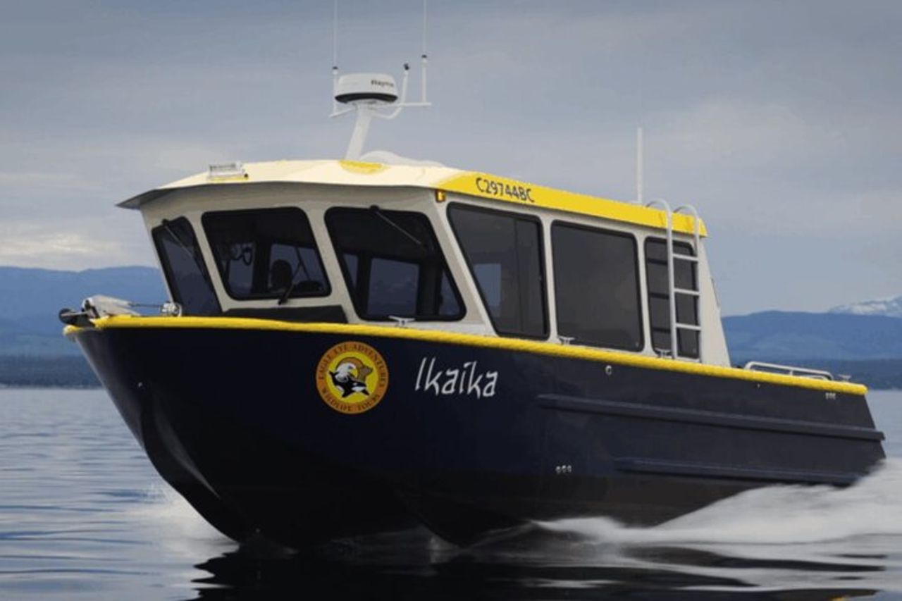 Campbell River, BC: Tour della fauna selvatica di 4 ore con Whale Watching — 5